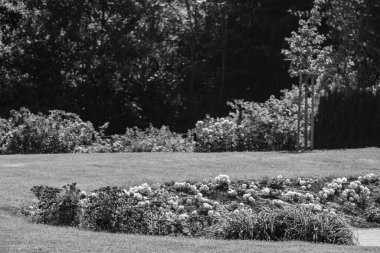 Westphalai 'de bir sürü gül olan yaz bahçesi.