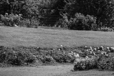 Westphalai 'de bir sürü gül olan yaz bahçesi.