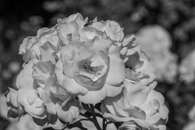 Westphalai 'de bir sürü gül olan yaz bahçesi.