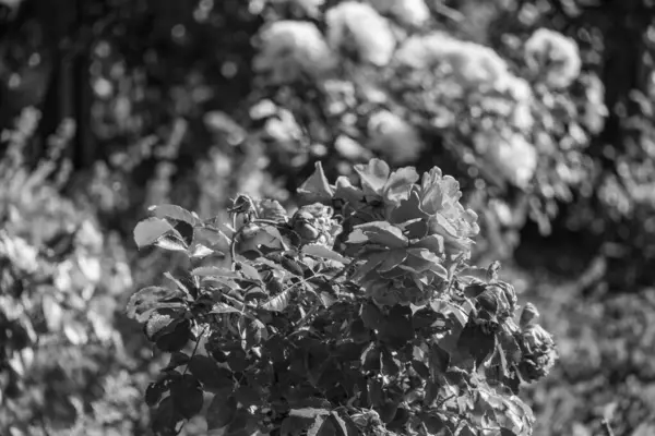 Westphalai 'de bir sürü gül olan yaz bahçesi.