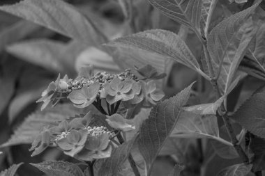 Westphalia 'da Borken yakınlarında yaz mevsimi