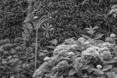 Westphalia 'da Borken yakınlarında yaz mevsimi