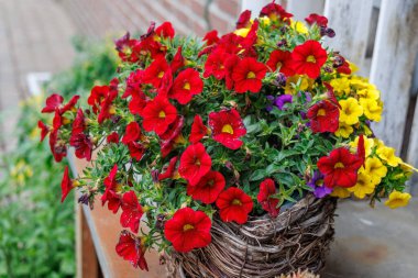 Westphalia 'da Borken yakınlarında yaz mevsimi