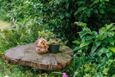 Westphalia 'da Borken yakınlarında yaz mevsimi