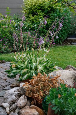 Westphalia 'da Borken yakınlarında yaz mevsimi