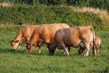 Westphalia 'da Borken yakınlarında yaz mevsimi