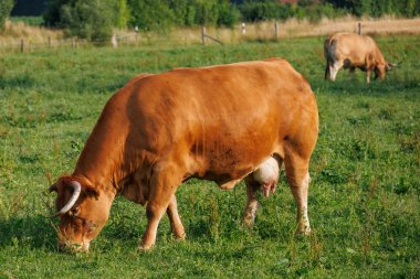 Westphalia 'da Borken yakınlarında yaz mevsimi