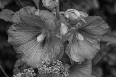 Westphalia 'da Borken yakınlarında yaz mevsimi