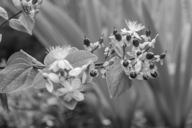 Westphalia 'da Borken yakınlarında yaz mevsimi