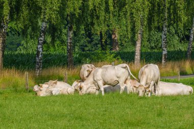 Yaz zamanı Almanya 'da bir tarlada inekler