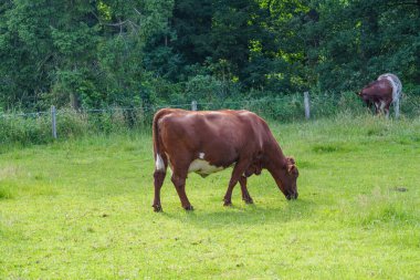 Yaz zamanı Almanya 'da bir tarlada inekler
