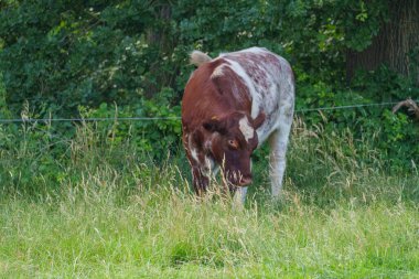 Yaz zamanı Almanya 'da bir tarlada inekler