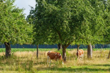 Yaz zamanı Almanya 'da bir tarlada inekler
