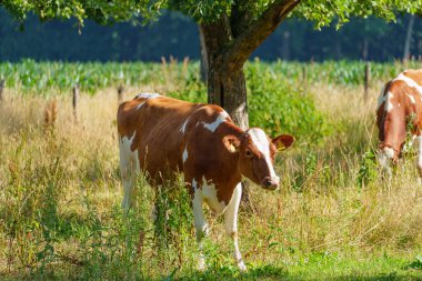 Yaz zamanı Almanya 'da bir tarlada inekler