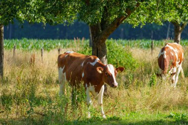 Yaz zamanı Almanya 'da bir tarlada inekler