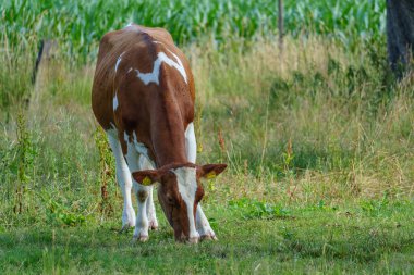 Yaz zamanı Almanya 'da bir tarlada inekler