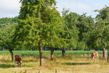 Westphalia 'da yaz sabahı