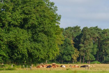 Westphalia 'da yaz sabahı