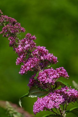 Westphalia 'da yaz sabahı