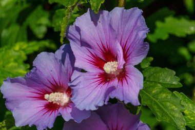 Westphalia 'da yaz sabahı