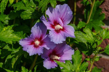 Westphalia 'da yaz sabahı