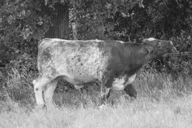 Westphalia 'da yaz sabahı