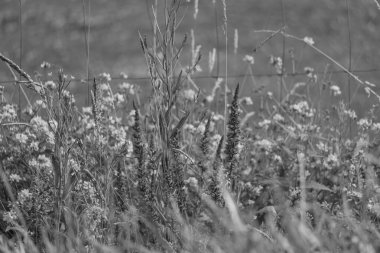Westphalia 'da yaz sabahı