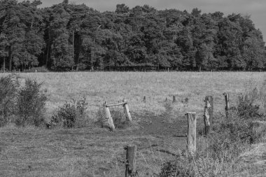 Westphalia 'da yaz sabahı