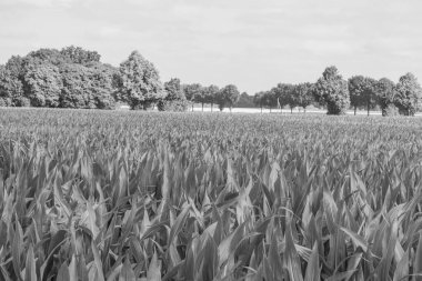 Westphalia 'da yaz sabahı