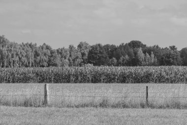 Westphalia 'da yaz sabahı