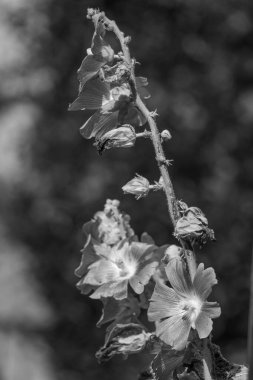 Westphalia 'da yaz sabahı