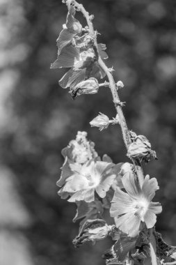 Westphalia 'da yaz sabahı