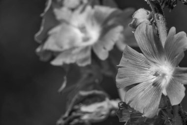 Westphalia 'da yaz sabahı