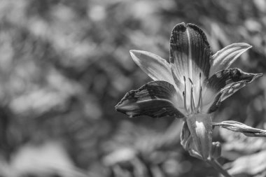 Westphalia 'da yaz sabahı