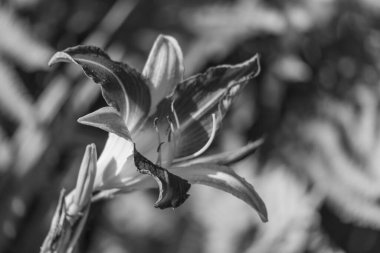 Westphalia 'da yaz sabahı