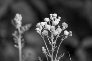Westphalia 'da yaz sabahı