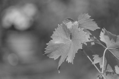 Westphalia 'da yaz sabahı