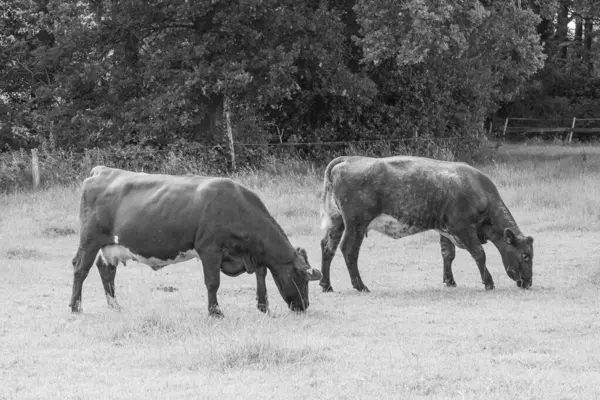Westphalia 'da yaz sabahı