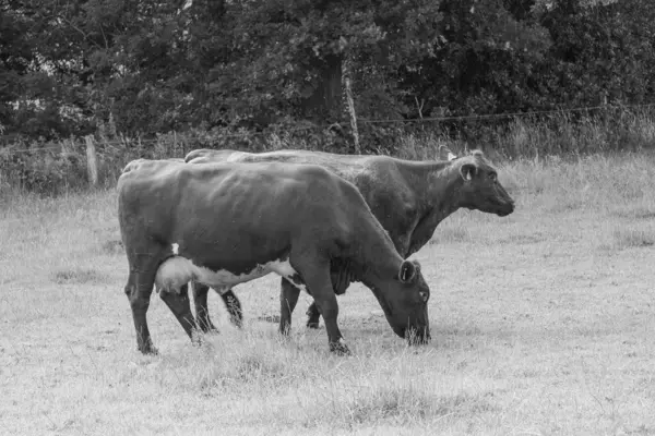 Westphalia 'da yaz sabahı