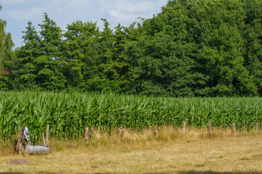 Alman Muensterland 'inde yaz akşamı