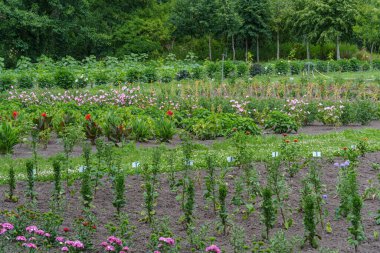 Almanya 'da Potsdam şehri ve çevresi