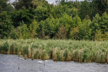 Potsdam şehri ve Germa Brandenburg gölleri