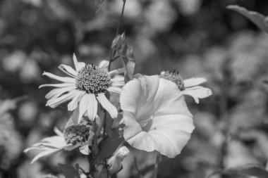 Werder şehri ve Potsdam yakınlarındaki göller.