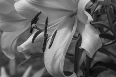 Werder şehri ve Potsdam yakınlarındaki göller.