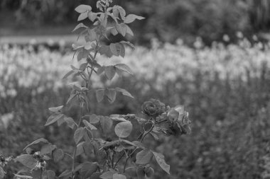 Almanya 'da potsdam şehri