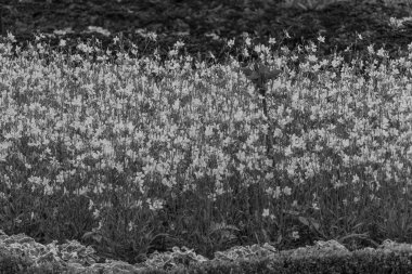 Almanya 'da potsdam şehri