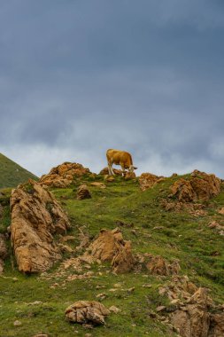Avusturya Alpleri 'nde Carinthia' da yürüyüş