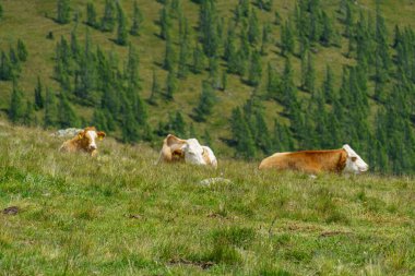 Avusturya Alpleri 'nde Carinthia' da yürüyüş
