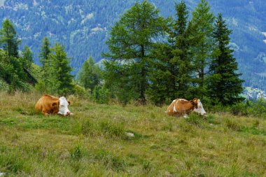 Avusturya Alpleri 'nde Carinthia' da yürüyüş