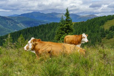 Avusturya Alpleri 'nde Carinthia' da yürüyüş